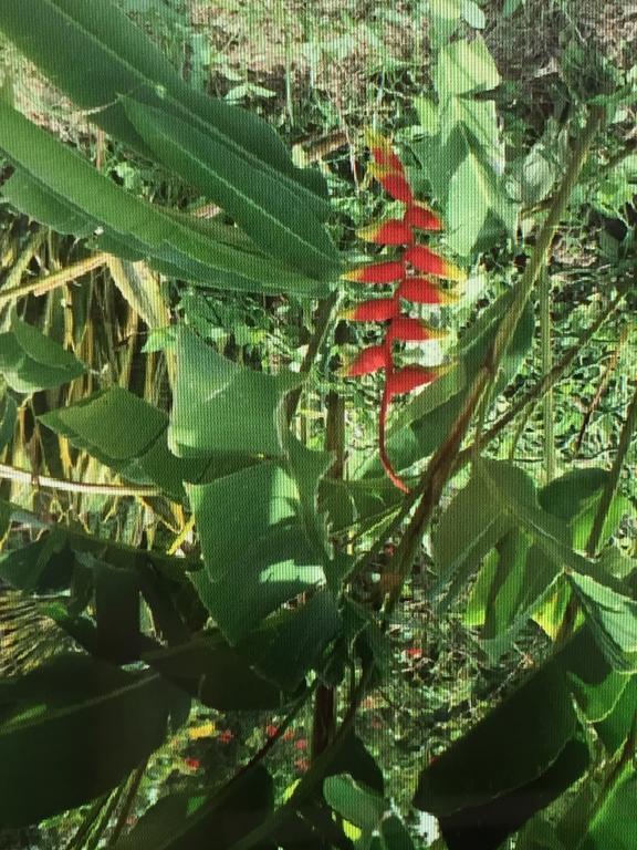 Carribbean Madicreole Au Carbet Villa Le Carbet Ngoại thất bức ảnh